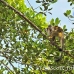 monkey_squirrel_common_la_h_1184_ecu3308.jpg